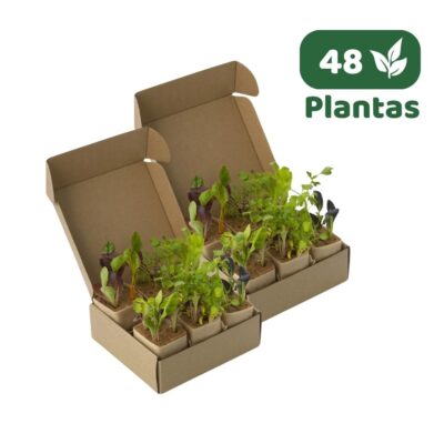 MIX de 48 Almácigos HIDROPONÍA