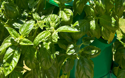 Cultivar en primavera: Albahaca, tomate, salud y bienestar.