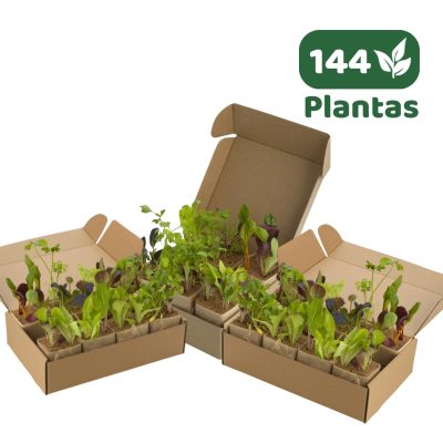 MIX de 144 Almácigos HIDROPONÍA