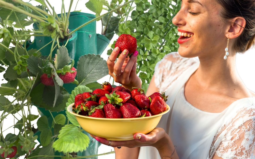 🌸 Cómo Cultivar Tomates y Frutillas Hidropónicas Paso a Paso: Guía Para #AquaPlanters. 🍅