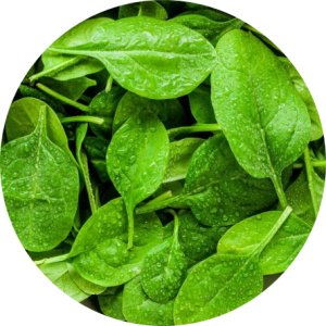 Espinaca