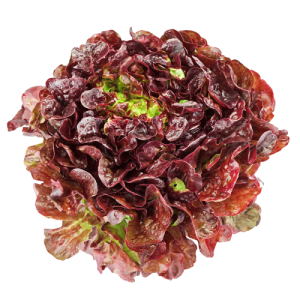 Lechuga Marina Roja