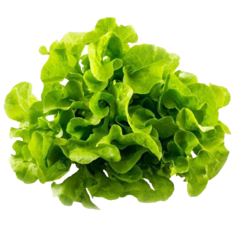 Lechuga Marina Verde