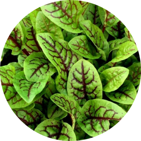 Rumex