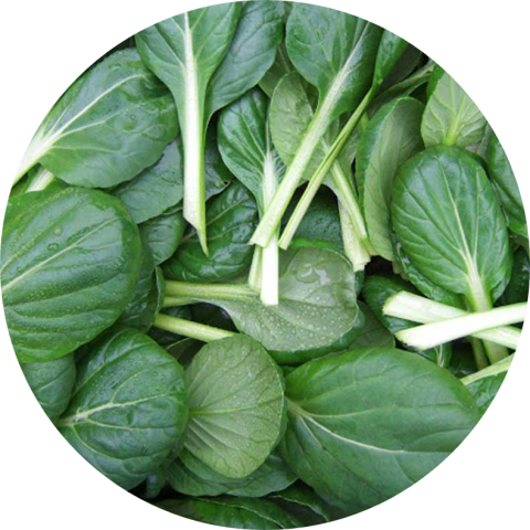 Tatsoi Verde