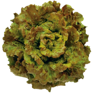 Lechuga Canasta