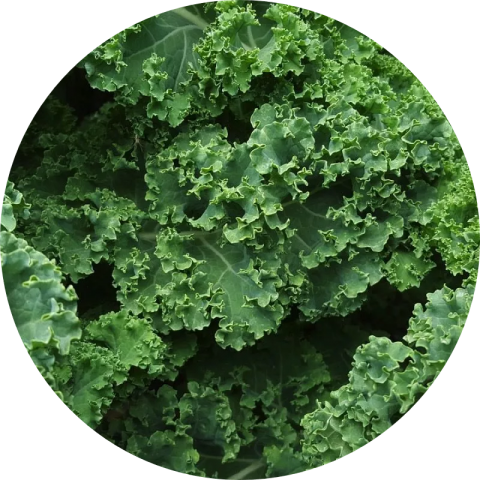 Kale Verde