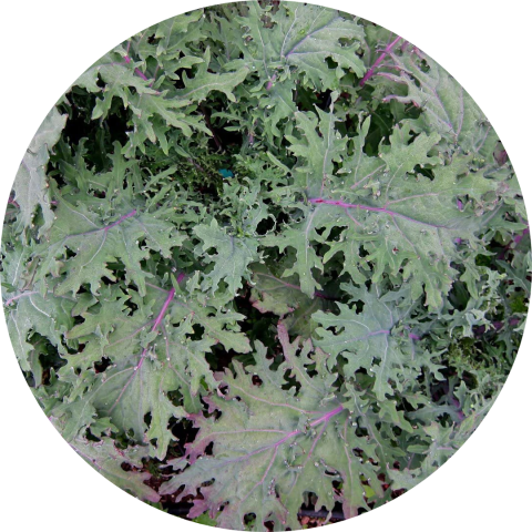 Kale Morada
