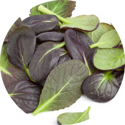 Tatsoi Morado