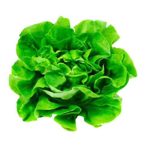 Lechuga Española